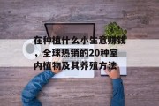 在种植什么小生意赚钱，全球热销的20种室内植物及其养殖方法